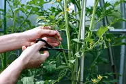 هرس بوته گوجه فرنگی با قیچی