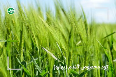 کود بهاره گندم