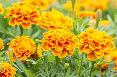 گل‌های یک ساله