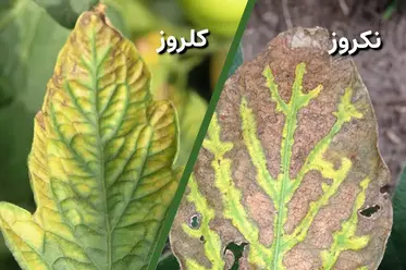 نکروز و کلروز برگ گیاه