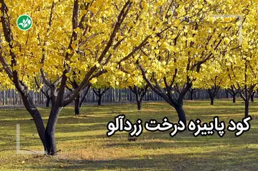 کود پاییزه زردآلو