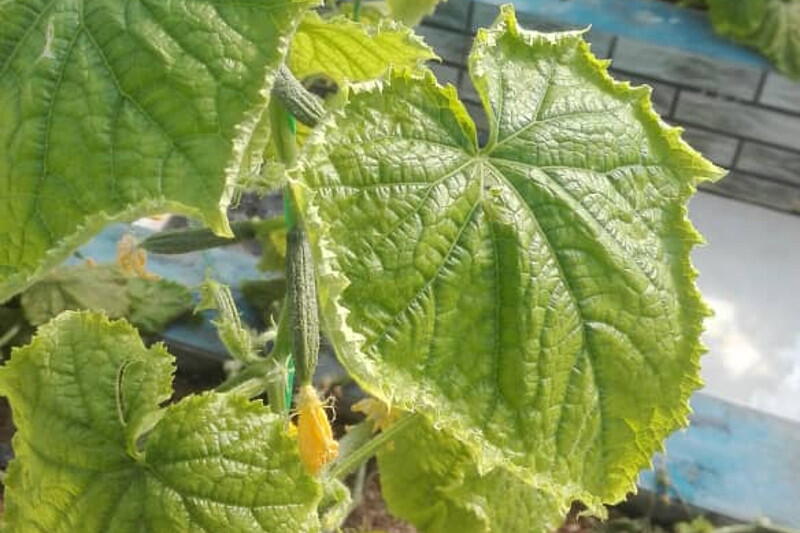 سرمازدگی برگ خیار گلخانه