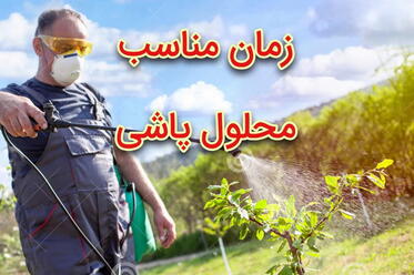 زمان مناسب محلول پاشی