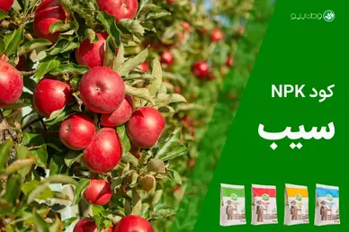 کود NPK سیب