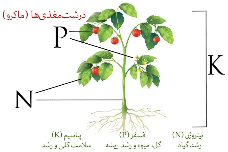 نقش کود nkp در رشد و نمو گیاه