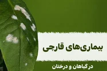 بیماری‌های قارچی گیاهان و درختان
