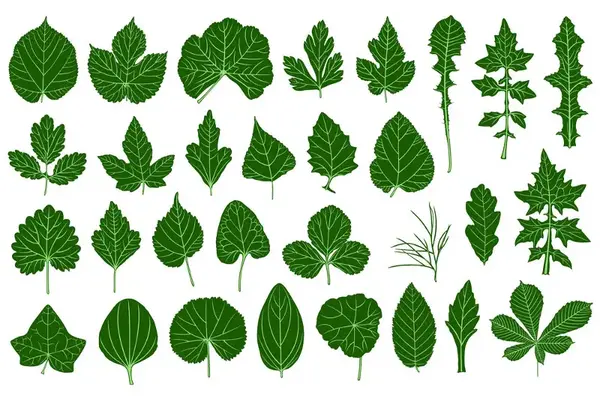 ساختار برگ گیاهان