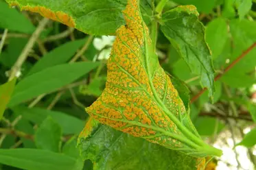 بیماری زنگ گیاهی زیر برگ