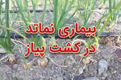 بیماری نماتد در کشت پیاز
