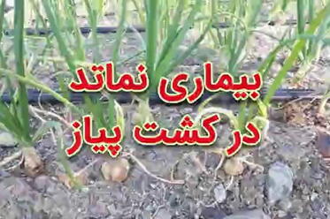 بیماری نماتد در کشت پیاز