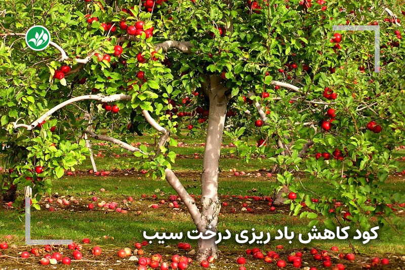 کود مخصوص کاهش بادریزی درختان سیب