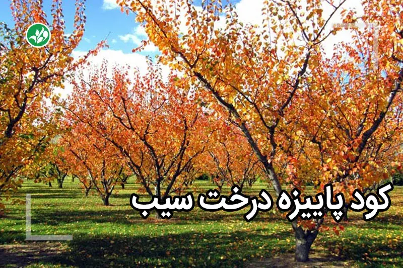 کود پاییزه سیب