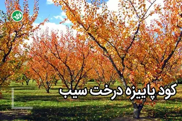 کود پاییزه سیب