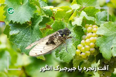 آفت زنجره یا جیرجیرک انگور