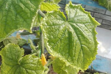 سرمازدگی برگ خیار گلخانه