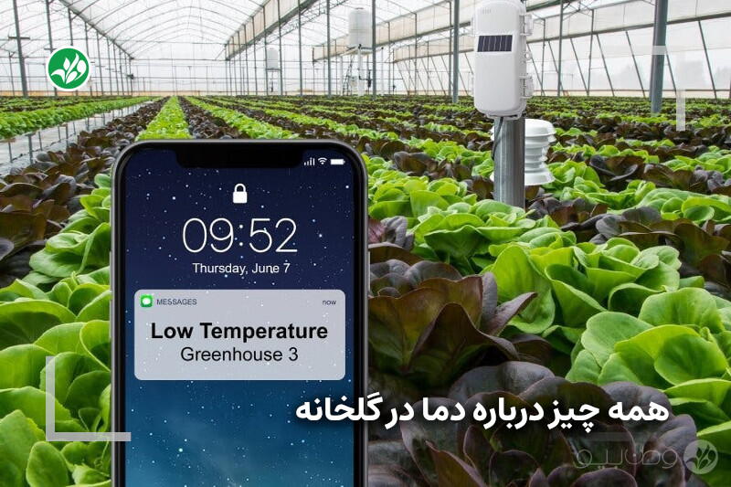 همه چیز درباره دمل در گلخانه
