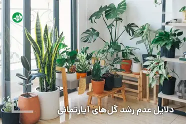 دلایل عدم رشد گیاهان آپارتمانی
