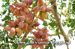 کود مخصوص درخت پسته