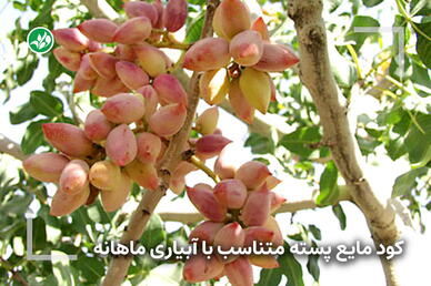 کود مخصوص درخت پسته