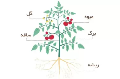 اجزاء و ساختار یک گیاه