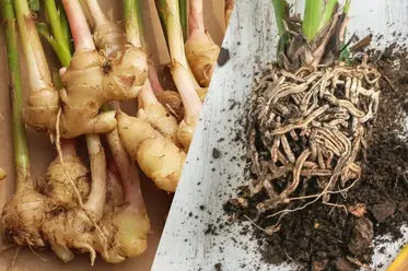 مقایسه ریزوم و ریشه