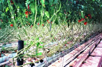 نور طبیعی خورشید در رشد گیاه گوجه‌فرنگی