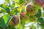 آسیب ناشی از لکه سیاه سیب