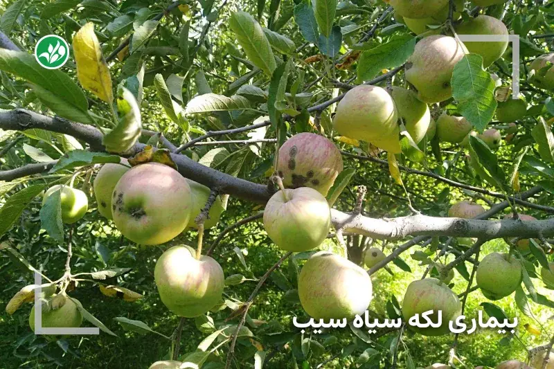 بیماری لکه سیاه درخت سیب