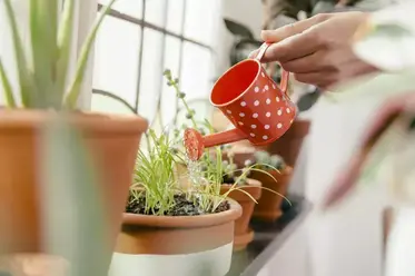 آبیاری گیاهان در گلدان