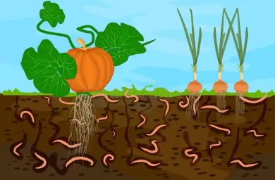 کرم خاکی و فواید آن در کشاورزی