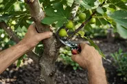 هرس درخت انجیر