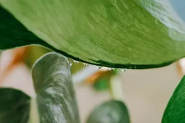 جمع شدن قطره آب در برگ گیاه آپارتمانی