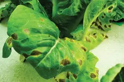 سوختگی برگ ناشی از کود