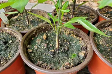 رشد جلبک و کپک در خاک نشا