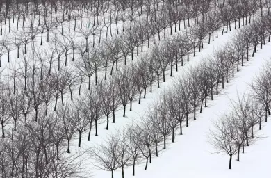 درختان در زمستان