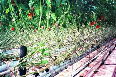 نور طبیعی خورشید در رشد گیاه گوجه‌فرنگی