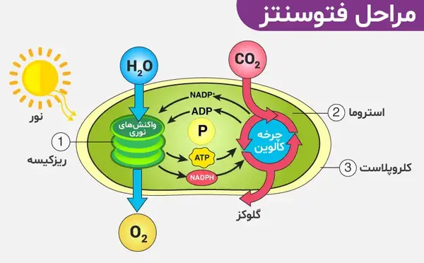 مراحل فتوسنتز