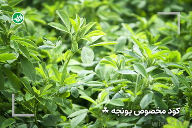 کود مخصوص یونجه