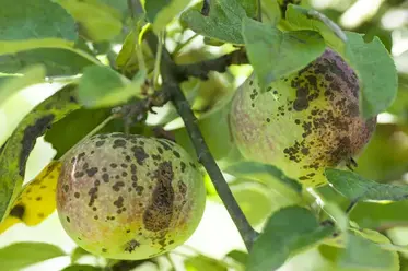 بیماری لکه سیاه سیب