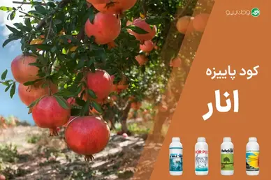 کود پاییزه انار