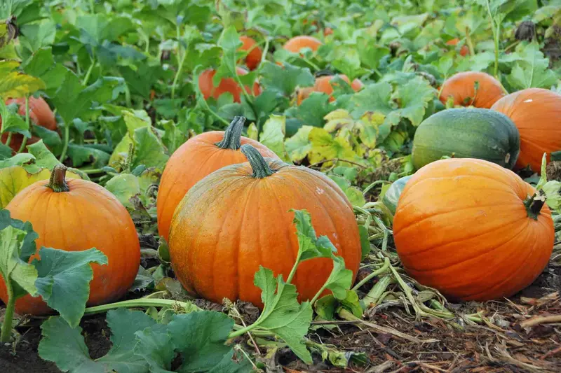 کدو تنبل و بوته در مزرعه