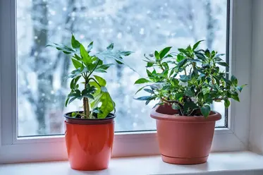 گل های آپارتمانی پشت پنجره در زمستان