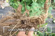 نماتد چیست و چطور می‌توان آن را درمان کرد