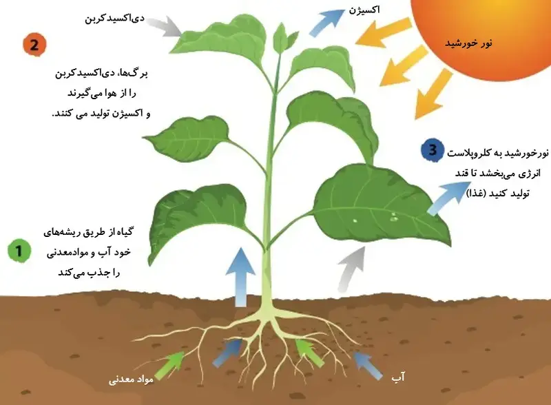 فرایند فتوسنتز