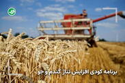 برنامه کودی گندم آبی