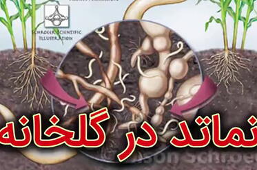 نماتد در خیار گلخانه ای