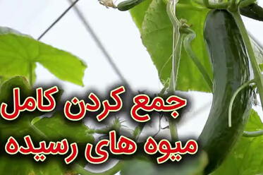 جمع کردن کامل میوه‌های رسیده