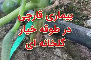 بیماری قارچی در طوقه خیار گلخانه‌ای