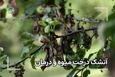 آتشک درختان میوه