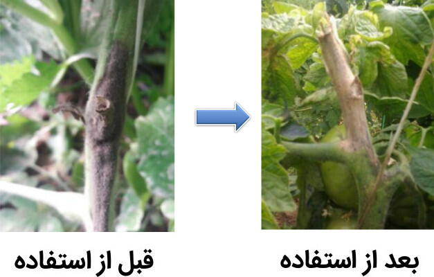کپک خاکستری گوجه‌فرنگی گلخانه‌ای قبل و بعد از استفاده از سوپرکاپ
